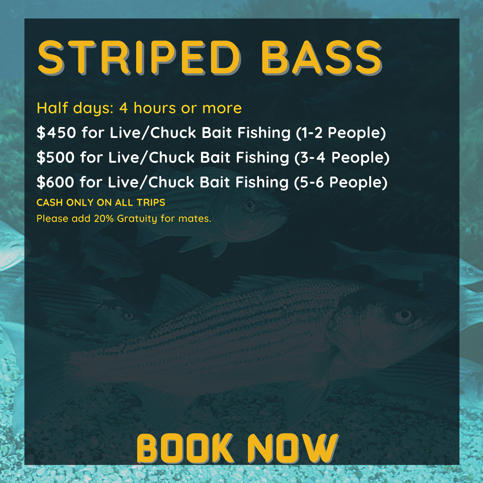 Half days: 4 hours or more
$450 for Live/Chuck Bait Fishing (1-2 People) 
$500 for Live/Chuck Bait Fishing (3-4 People) 
$600 for Live/Chuck Bait Fishing (5-6 People)
CASH ONLY ON ALL TRIPS
Please add 20% Gratuity for mates.