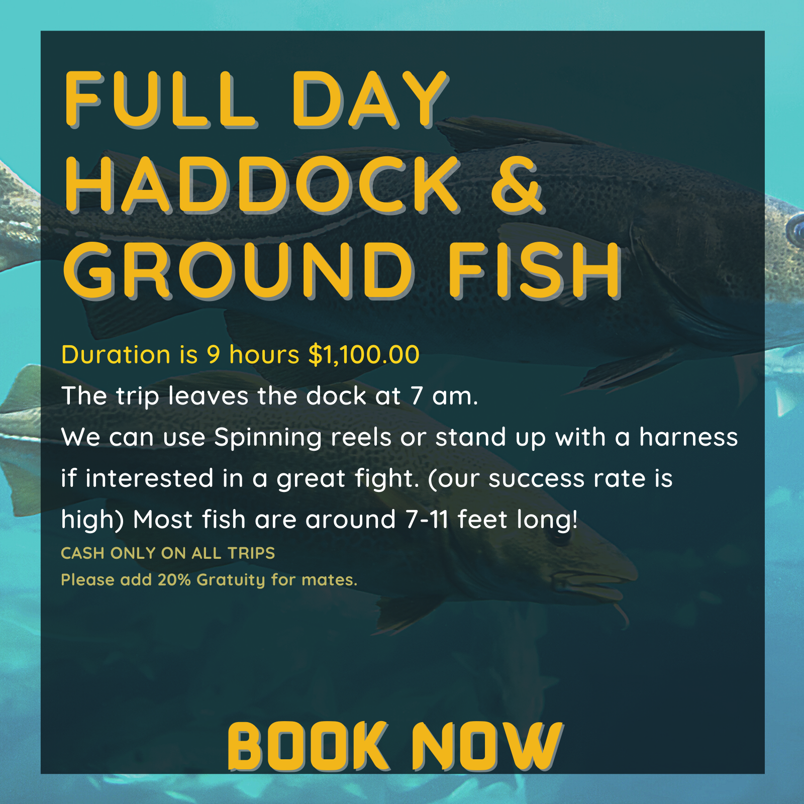 Duration is 9 hours $1,100.00
The trip leaves the dock at 7 am.
We can use Spinning reels or stand up with a harness if interested in a great fight. (our success rate is high) Most fish are around 7-11 feet long!
CASH ONLY ON ALL TRIPS
Please add 20% Gratuity for mates.