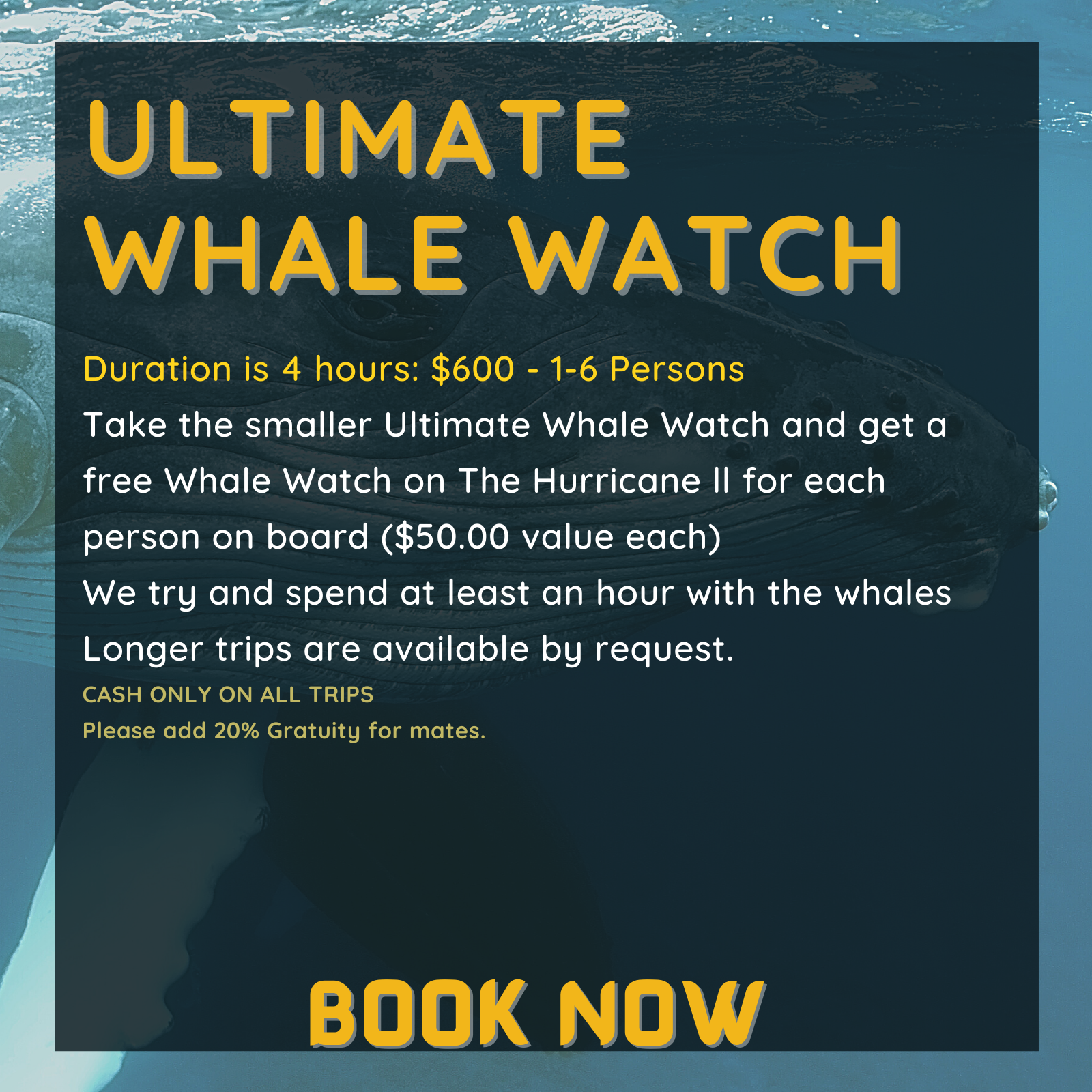 Duration is 4 hours: $600 - 1-6 Persons
Take the smaller Ultimate Whale Watch and get a free Whale Watch on The Hurricane ll for each person on board ($50.00 value each)
We try and spend at least an hour with the whales
Longer trips are available by request.
CASH ONLY ON ALL TRIPS
Please add 20% Gratuity for mates.